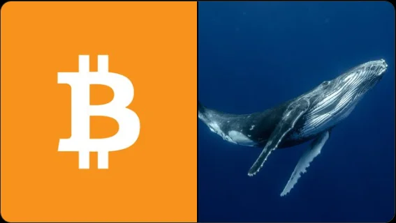 Bitcoin logo and picture of a whale